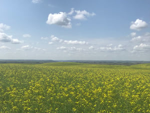 Canola field